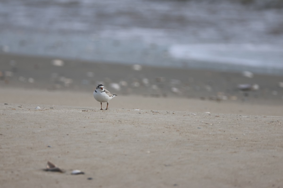 Piping Plover - ML617968936