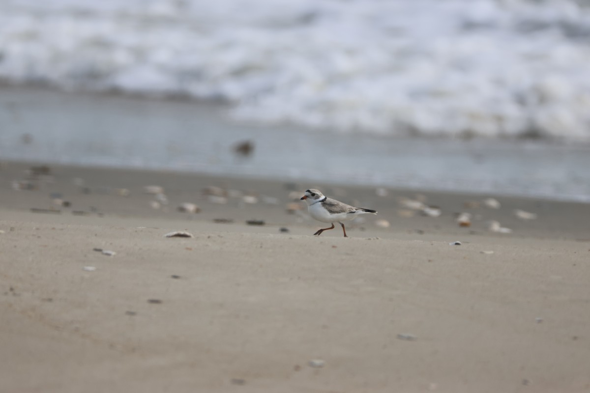 Piping Plover - ML617968937