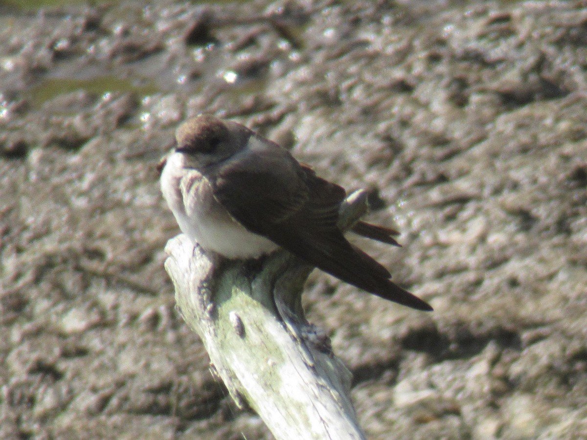 Northern Rough-winged Swallow - ML617968963