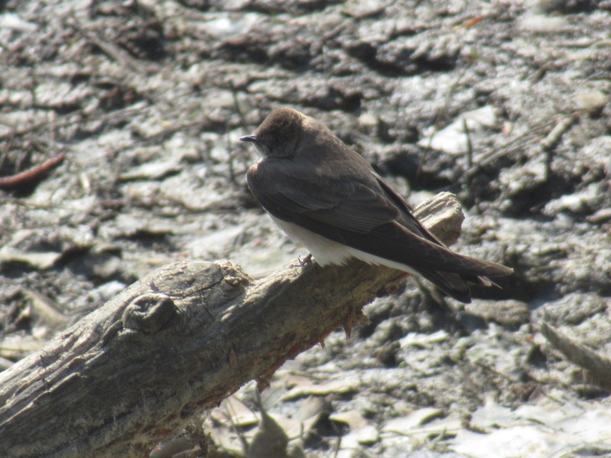 Northern Rough-winged Swallow - ML617968964