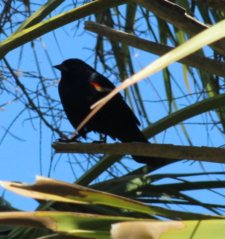 Red-winged Blackbird - ML617969015