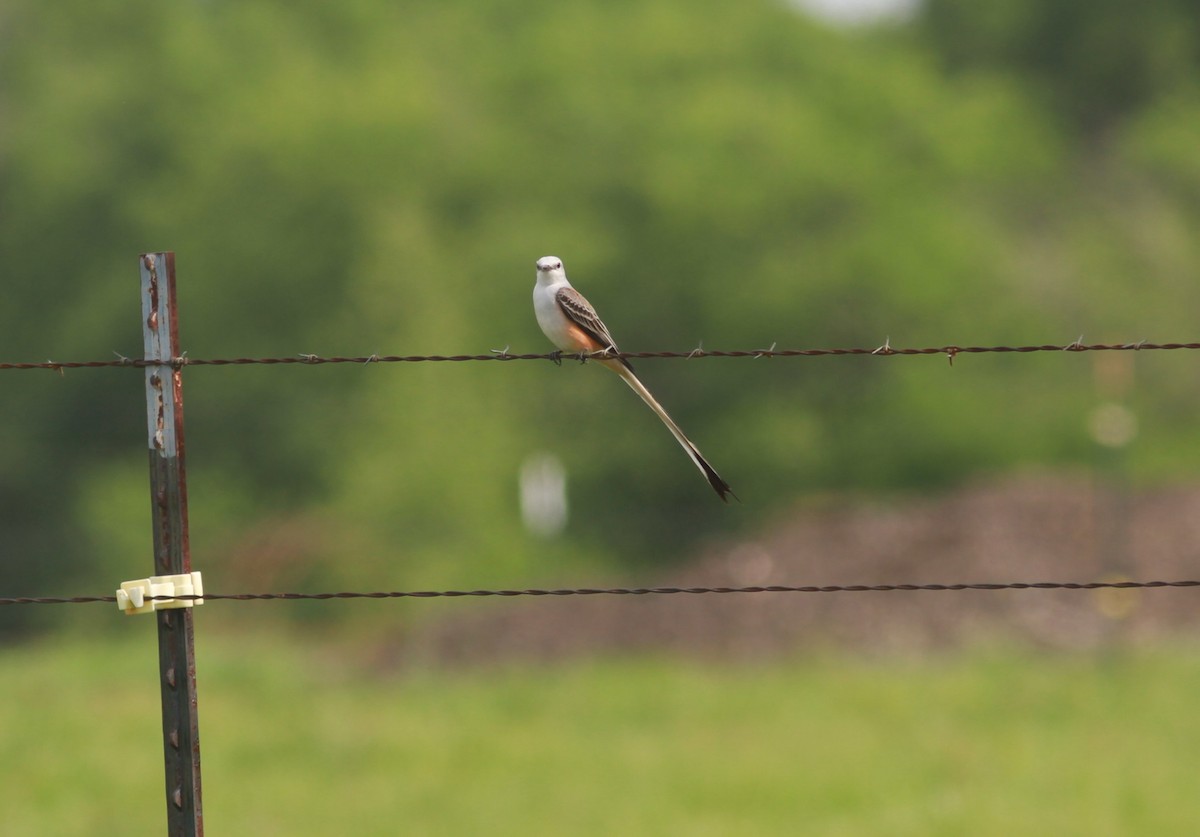 Scissor-tailed Flycatcher - David Vander Pluym