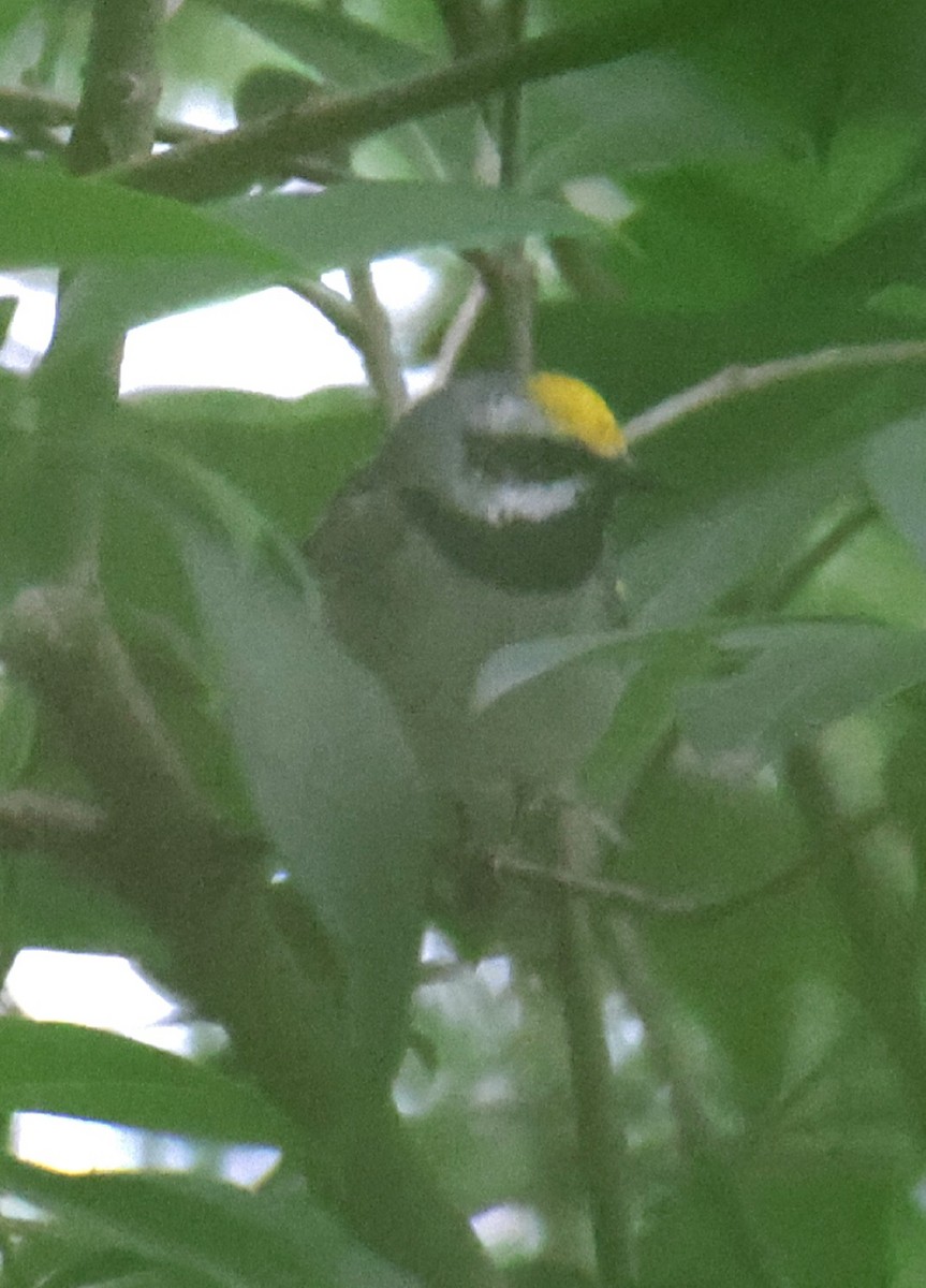 Golden-winged Warbler - Juan Aguayo