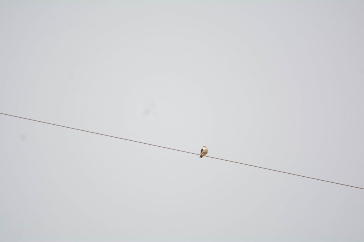 Black-winged Kite - Thanu Shanavas