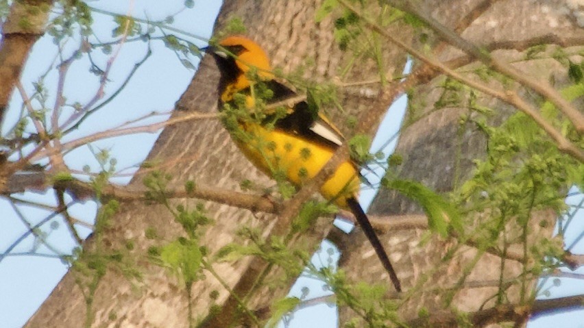 Spot-breasted Oriole - ML617969047