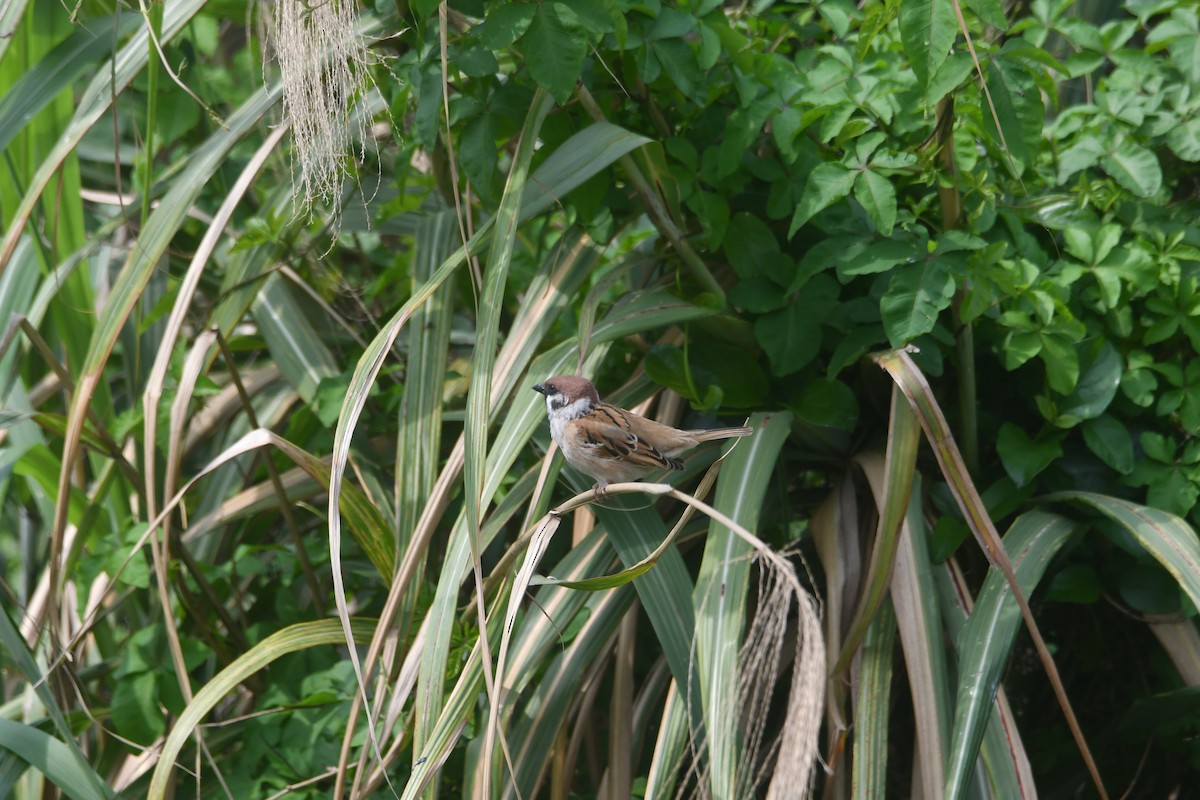 Eurasian Tree Sparrow - ML617969096