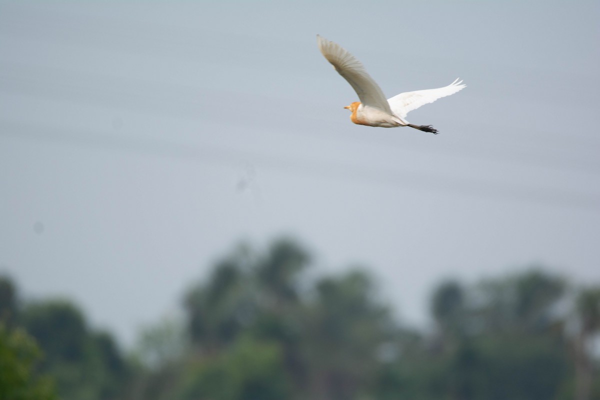 Eastern Cattle Egret - Thanu Shanavas