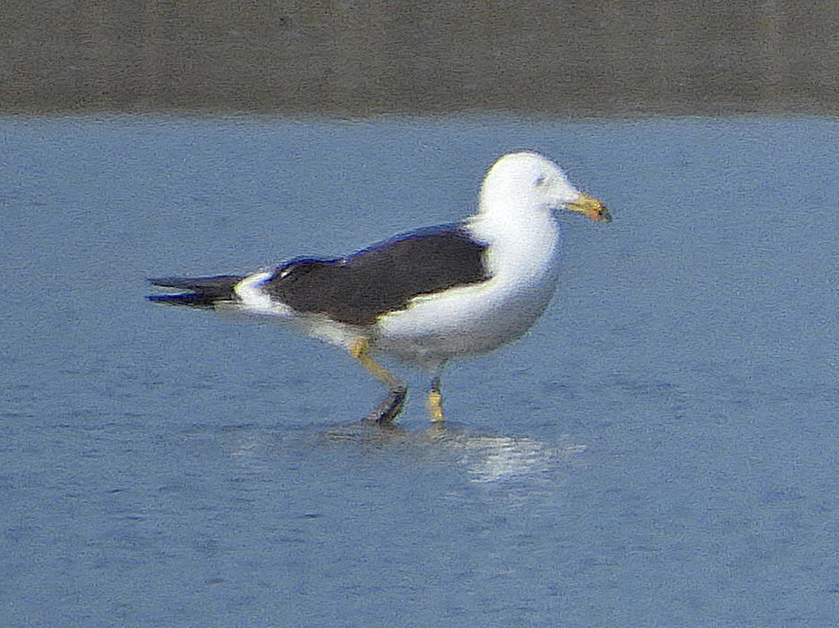 Lesser Black-backed Gull - Ivan V