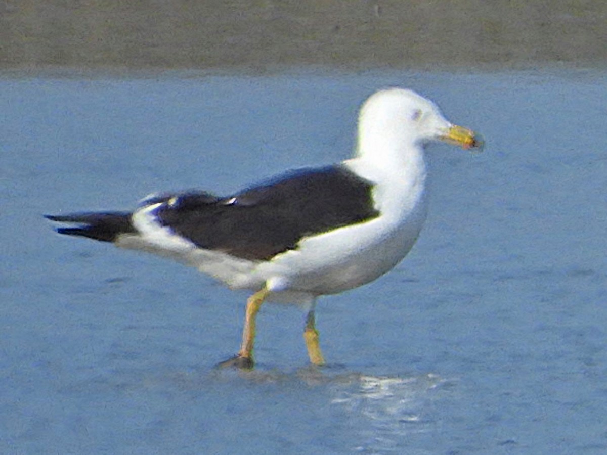 Lesser Black-backed Gull - Ivan V