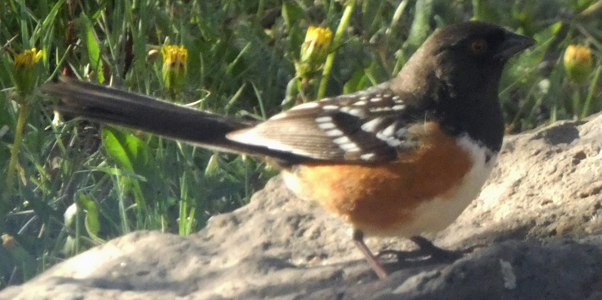 Spotted Towhee - ML617969217