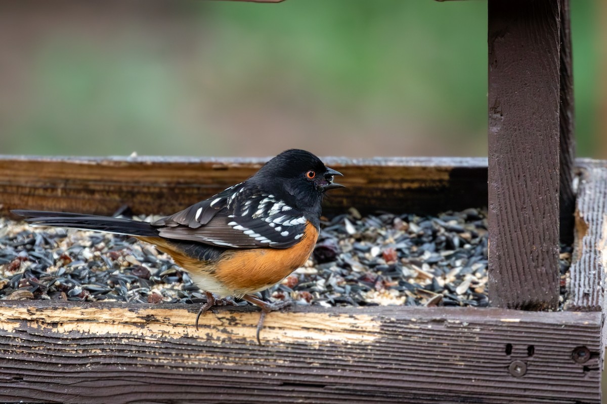 Spotted Towhee - ML617969258