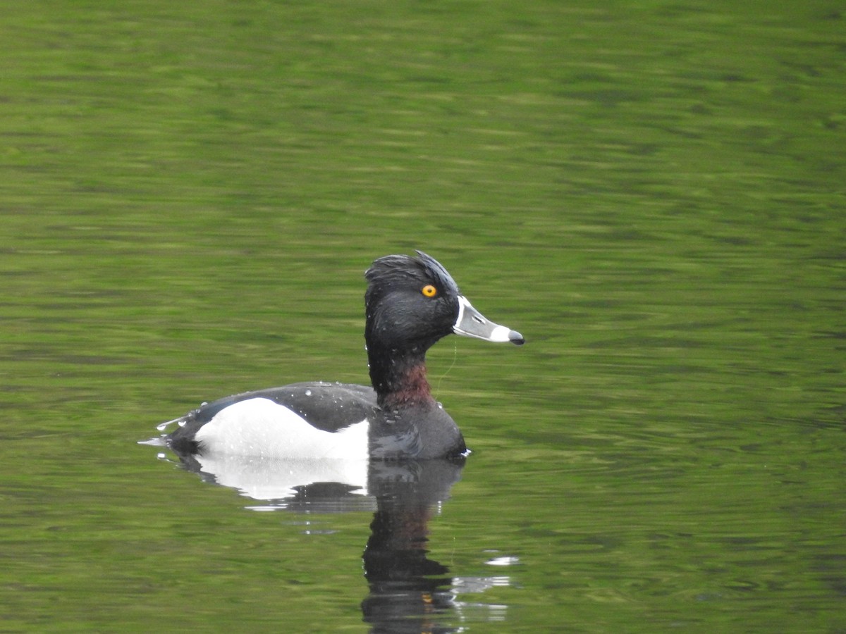 Ring-necked Duck - ML617969273