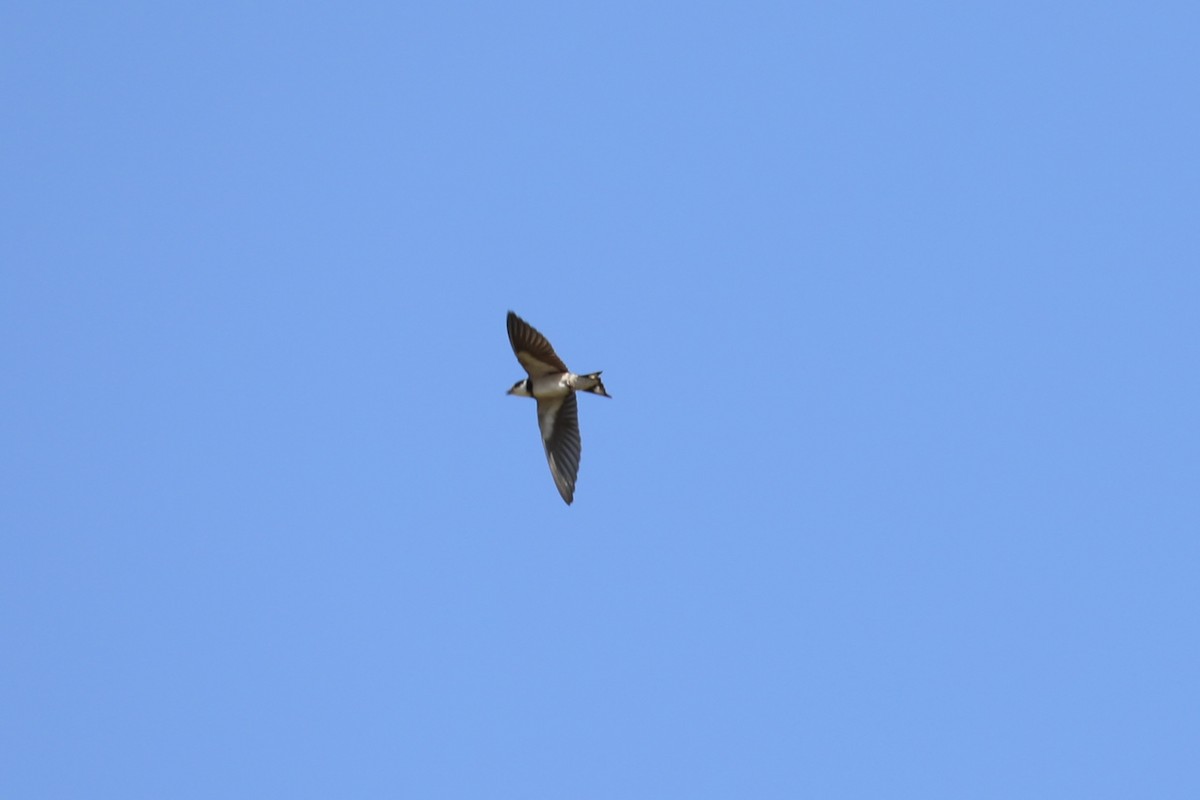 White-throated Swallow - ML617969293