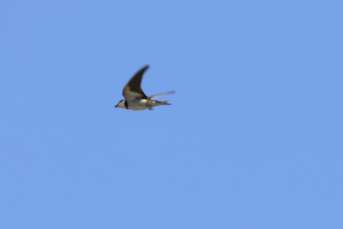 White-throated Swallow - ML617969294