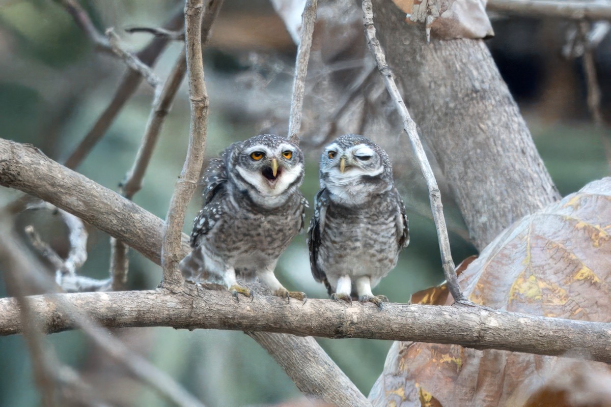 Spotted Owlet - ML617969310