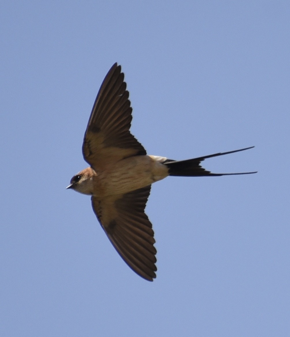 Red-rumped Swallow - NM Gatward