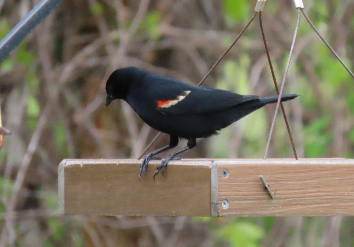 Red-winged Blackbird - ML617969348