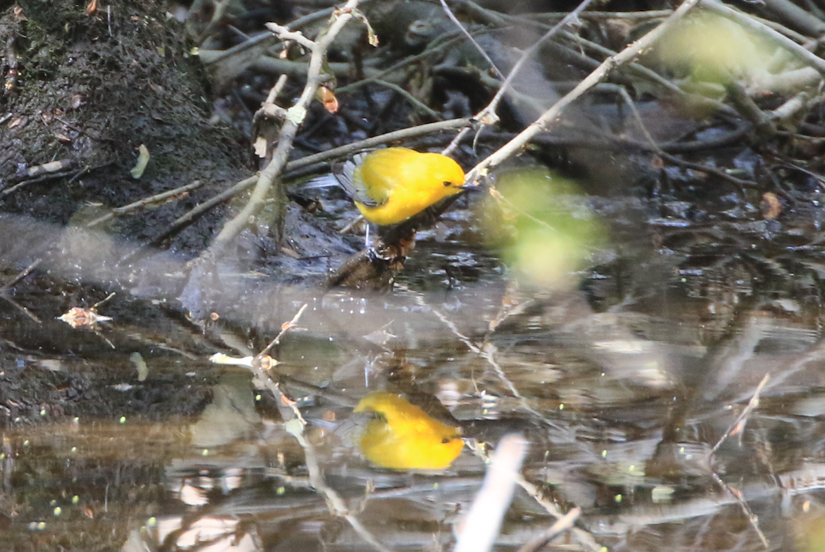 Prothonotary Warbler - ML617969363