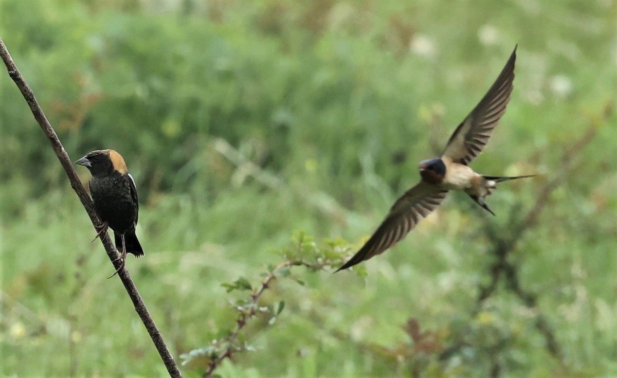 Barn Swallow - Dennis Cooke