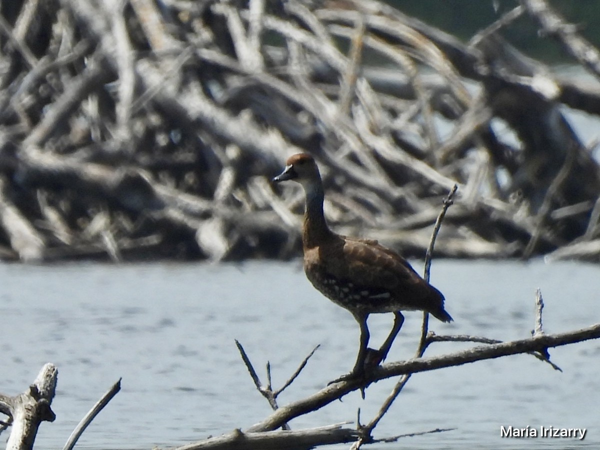 West Indian Whistling-Duck - ML617969394