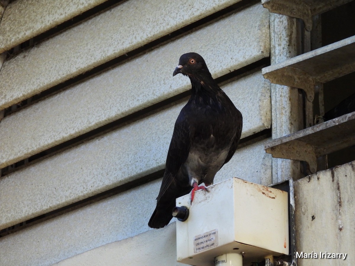 Rock Pigeon (Feral Pigeon) - ML617969409
