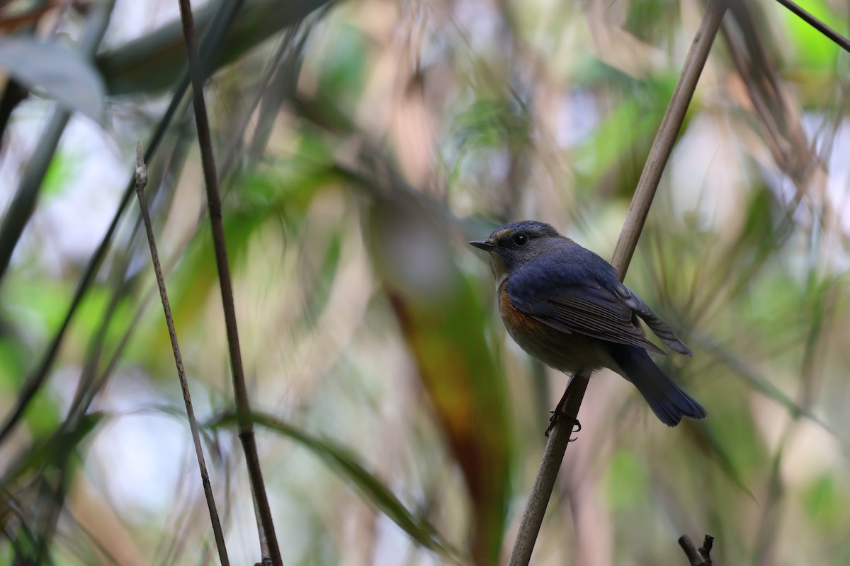Red-flanked Bluetail - ML617969466