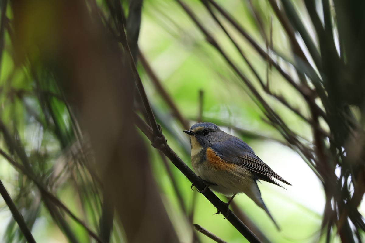 Red-flanked Bluetail - ML617969467