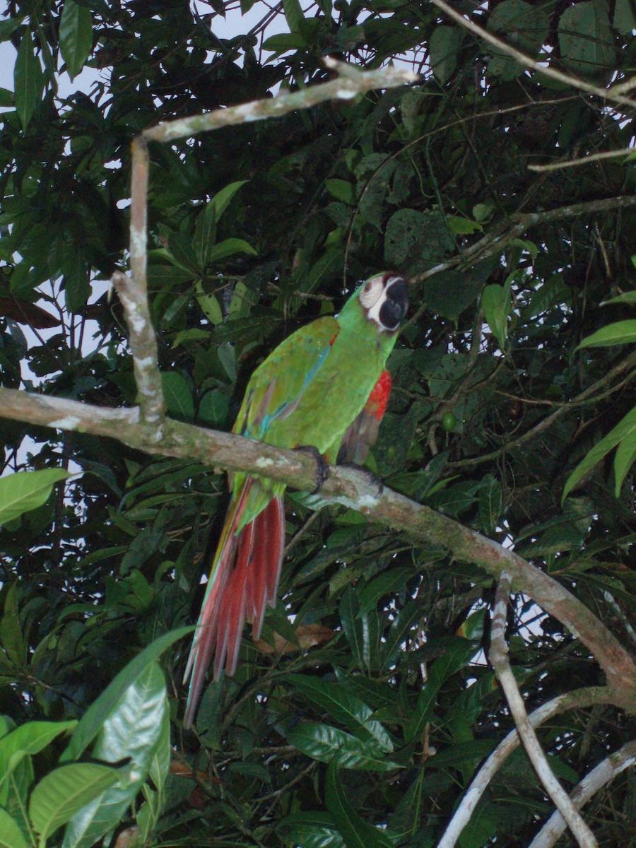Chestnut-fronted Macaw - ML617969478