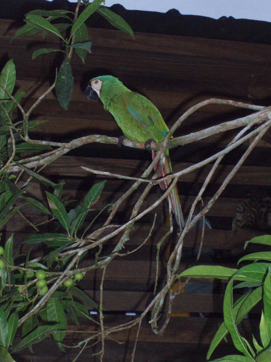 Chestnut-fronted Macaw - ML617969479