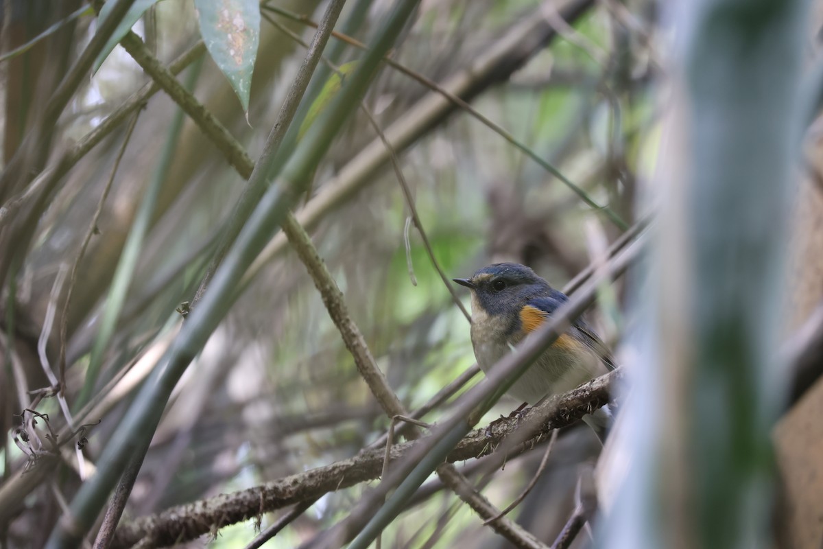 Red-flanked Bluetail - ML617969493