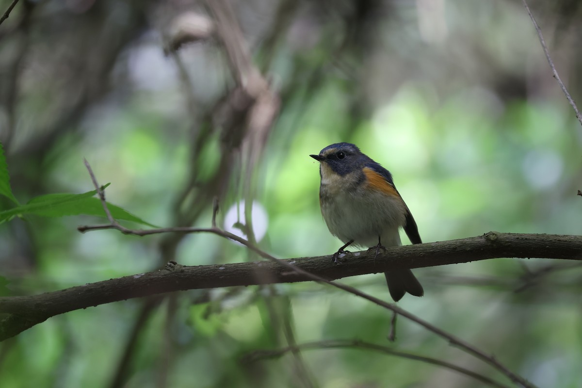 Red-flanked Bluetail - ML617969495