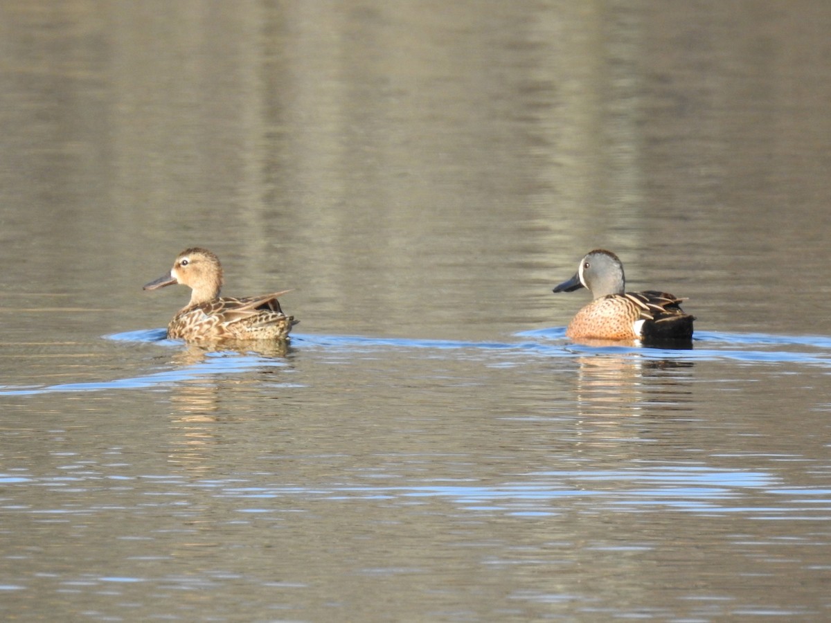 Blue-winged Teal - ML617969533