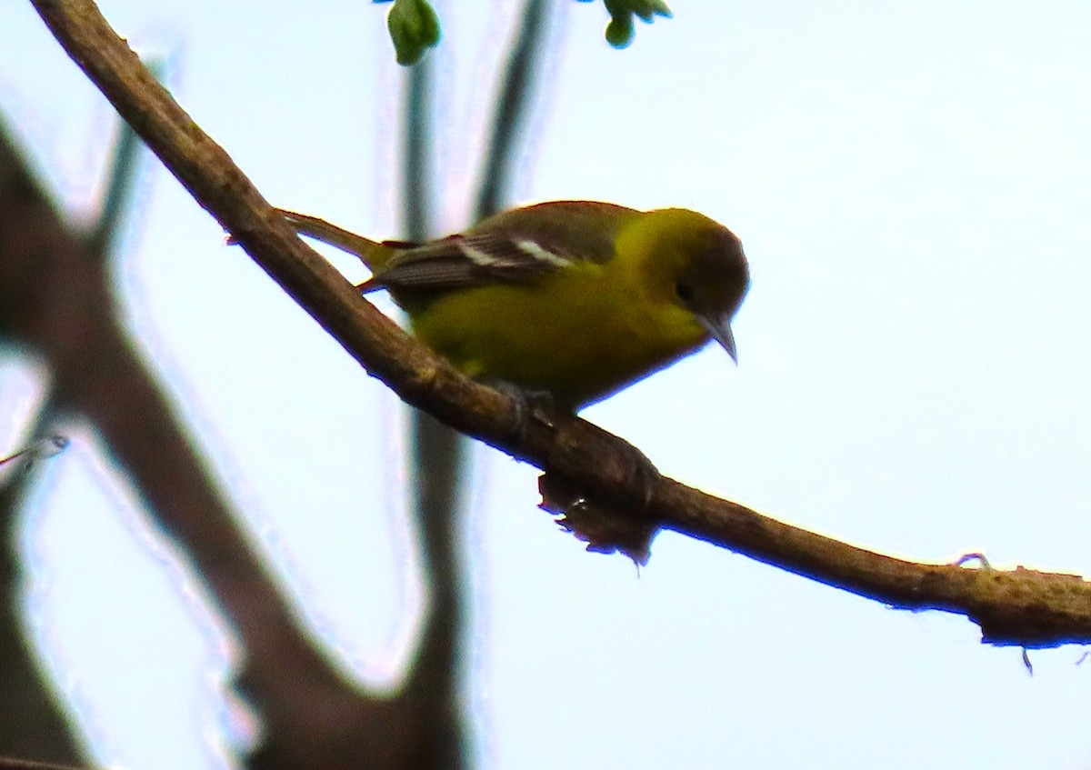 Orchard Oriole - ML617969542