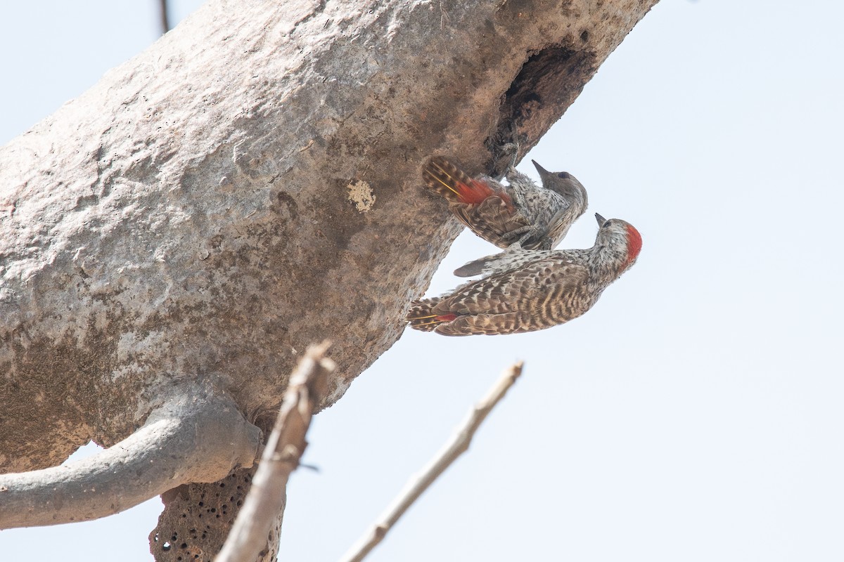 Little Gray Woodpecker - ML617969556