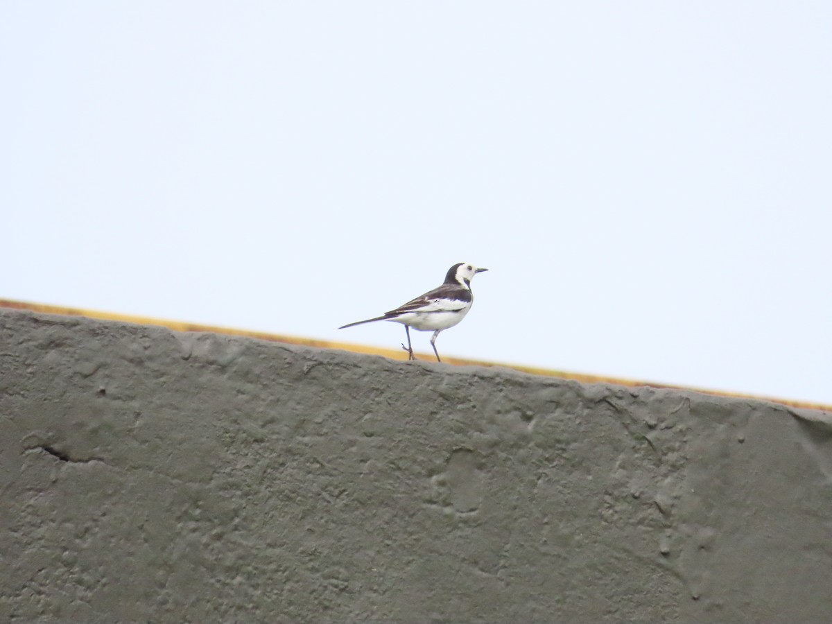 White Wagtail (Chinese) - 韋勳 陳