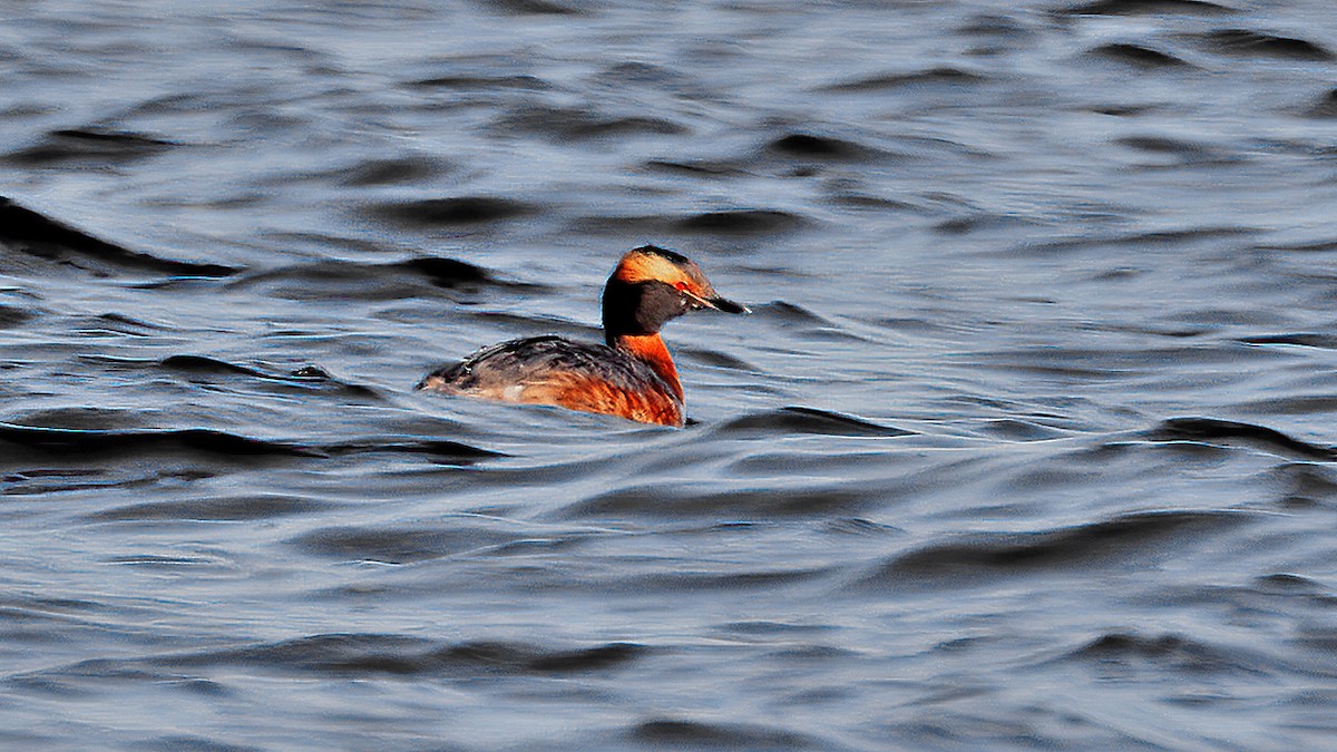 Horned Grebe - Rudy Pohl