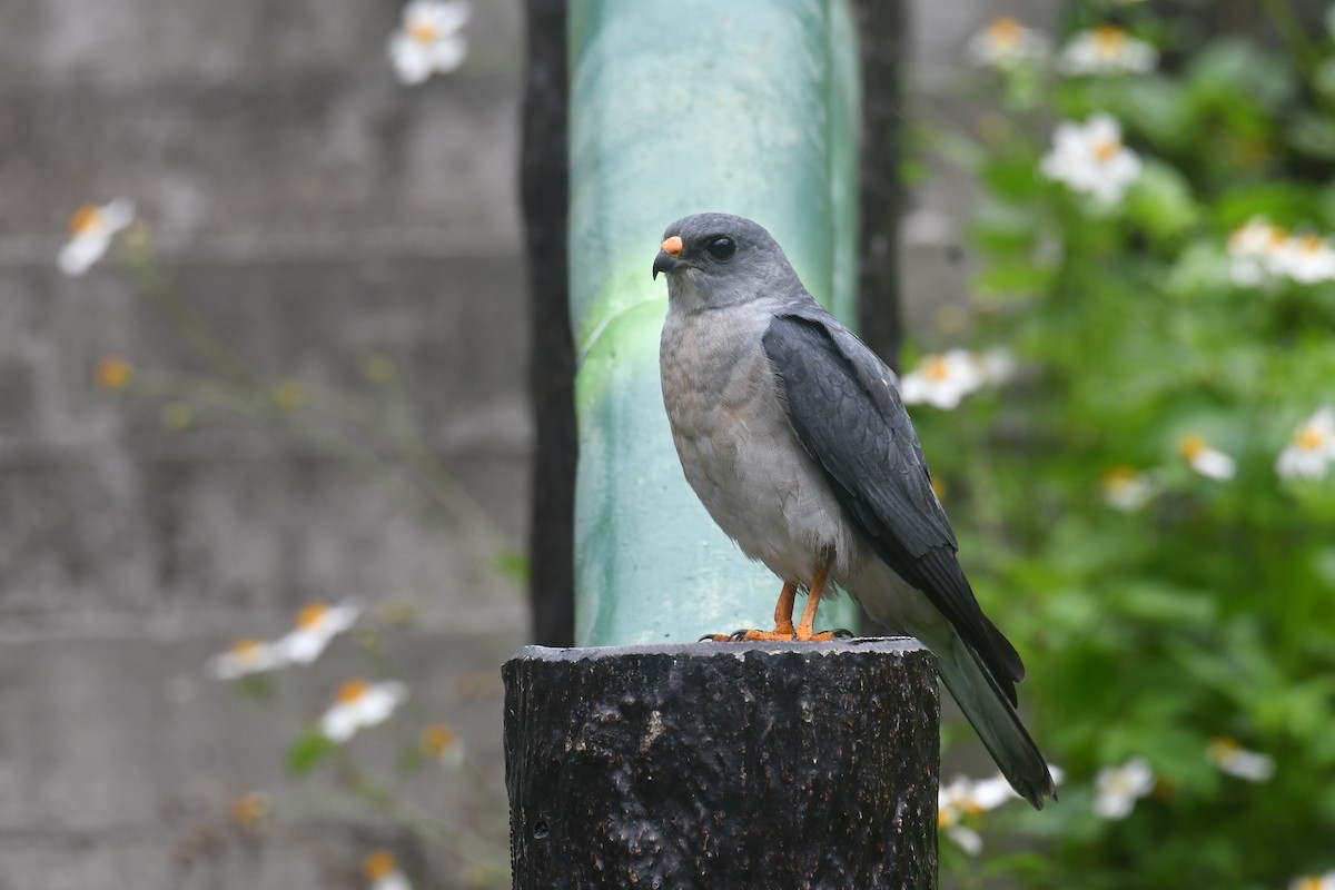 Chinese Sparrowhawk - ML617969609
