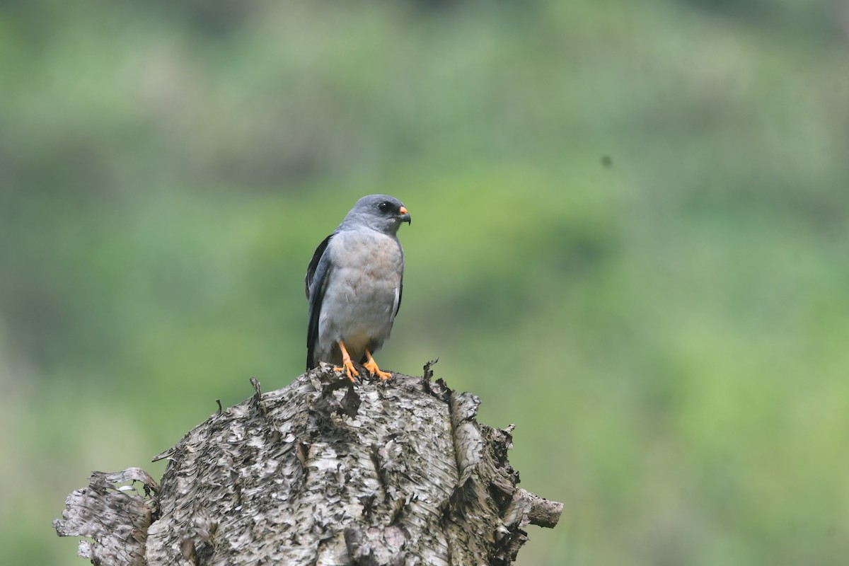 Chinese Sparrowhawk - ML617969611
