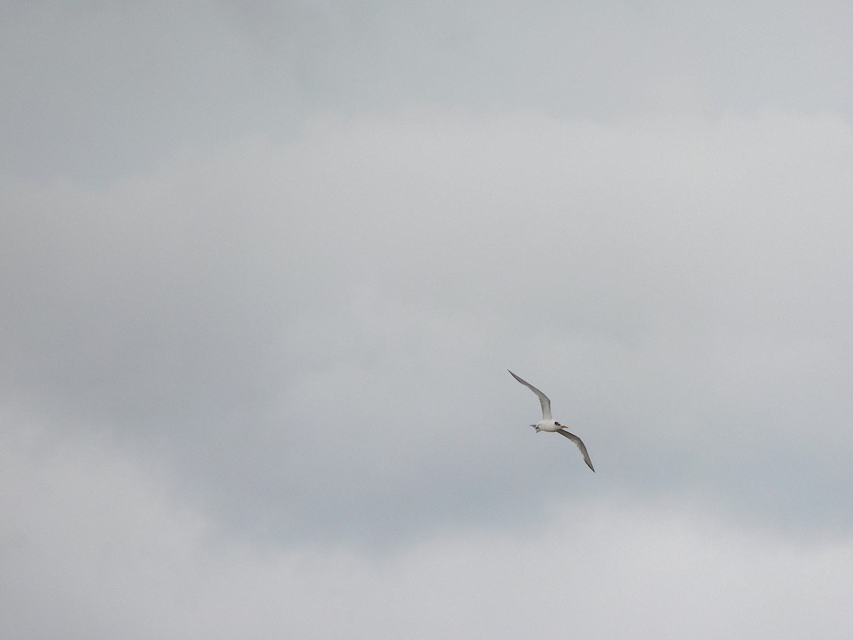 Great Crested Tern - ML617969613