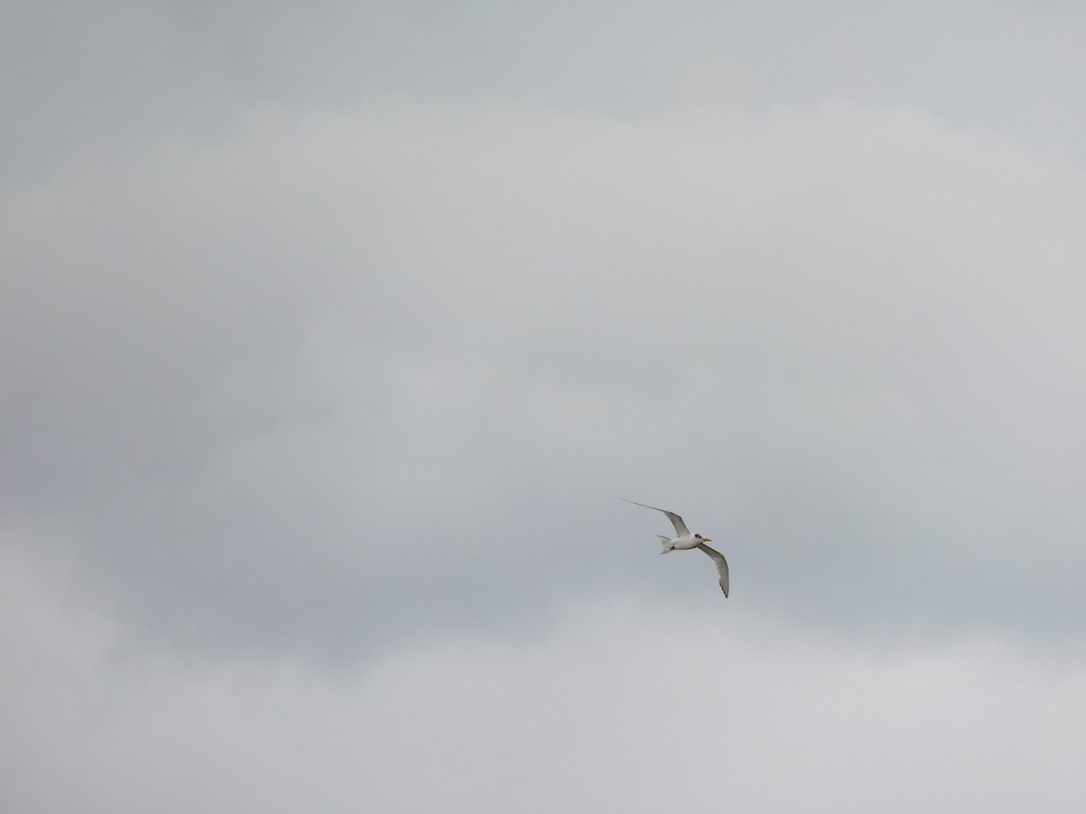 Great Crested Tern - ML617969616