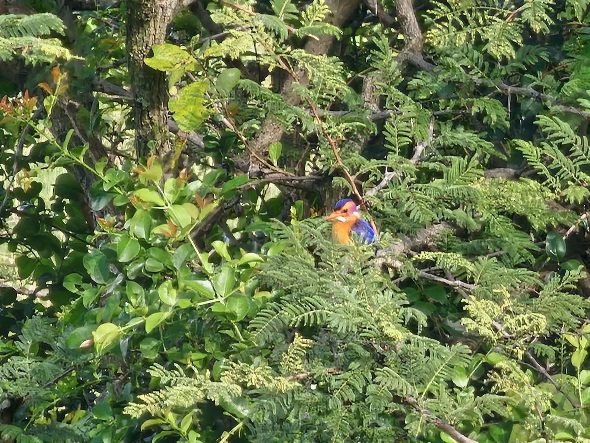 African Pygmy Kingfisher - ML617969627