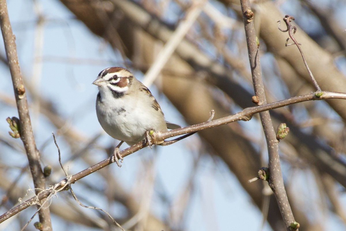 Lark Sparrow - A Branch