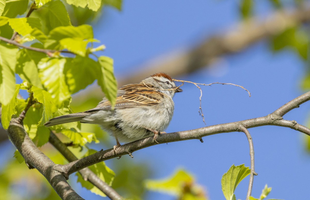 Chipping Sparrow - ML617969634