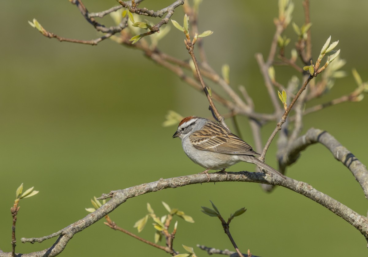 Chipping Sparrow - ML617969642