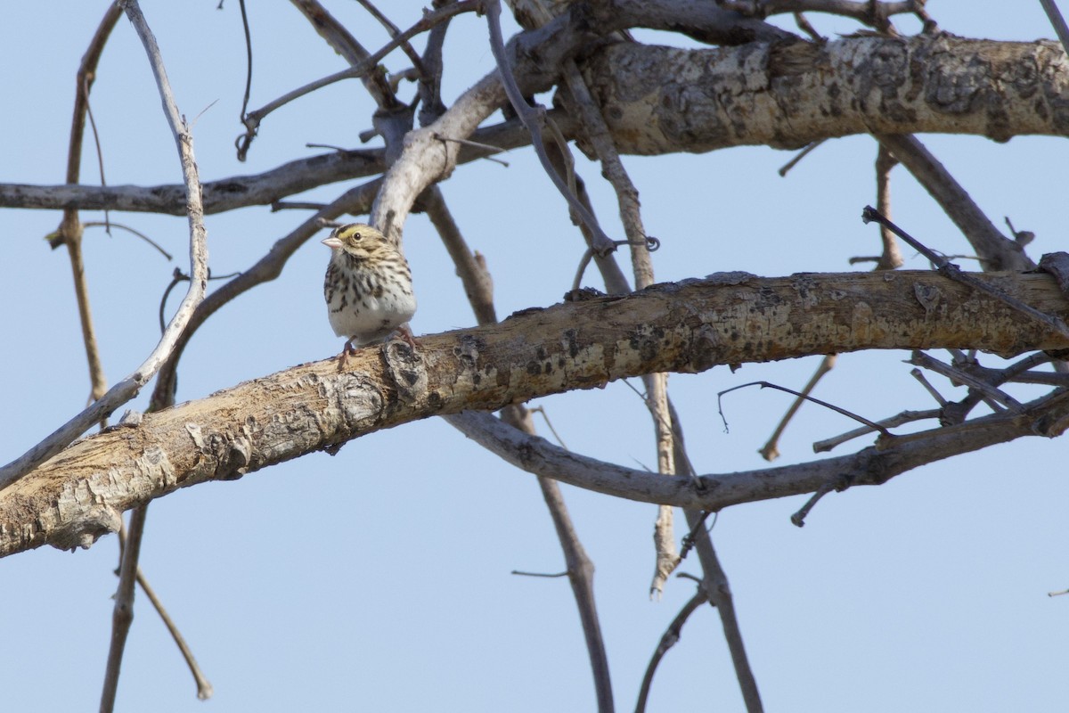 Savannah Sparrow - A Branch