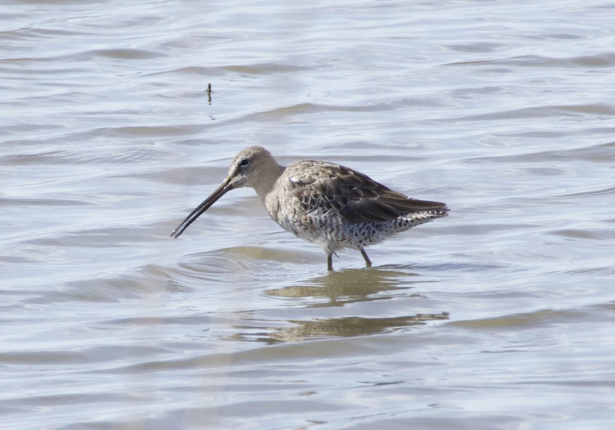 Long-billed Dowitcher - A Branch