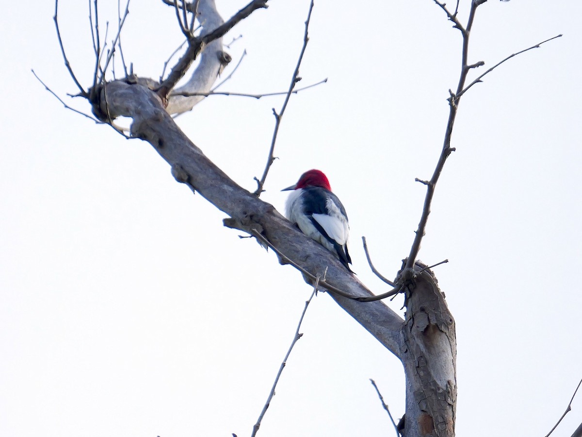 Red-headed Woodpecker - ML617969711