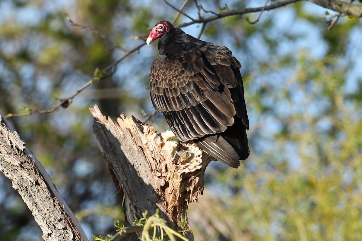 Turkey Vulture - ML617969713