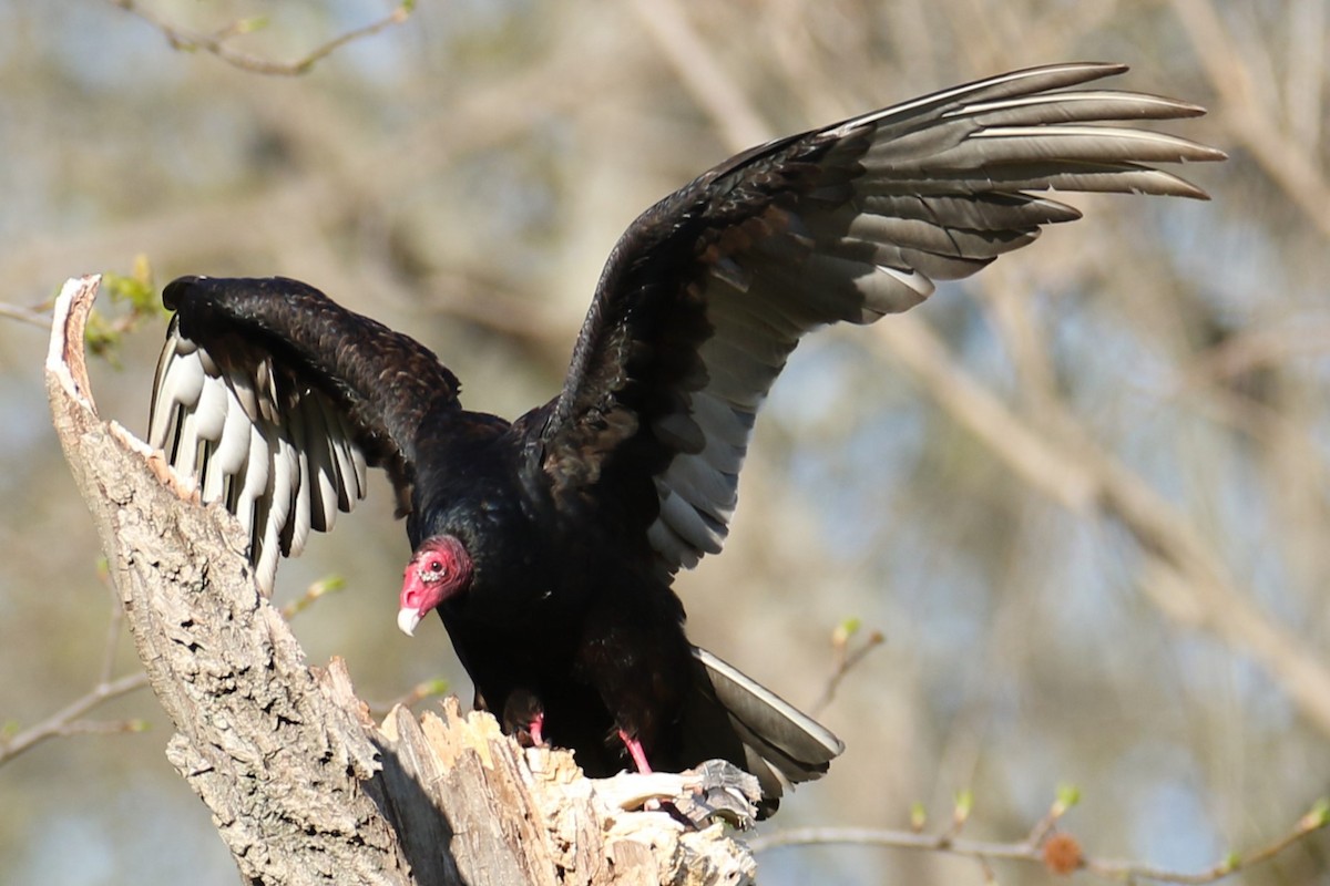 Turkey Vulture - ML617969721