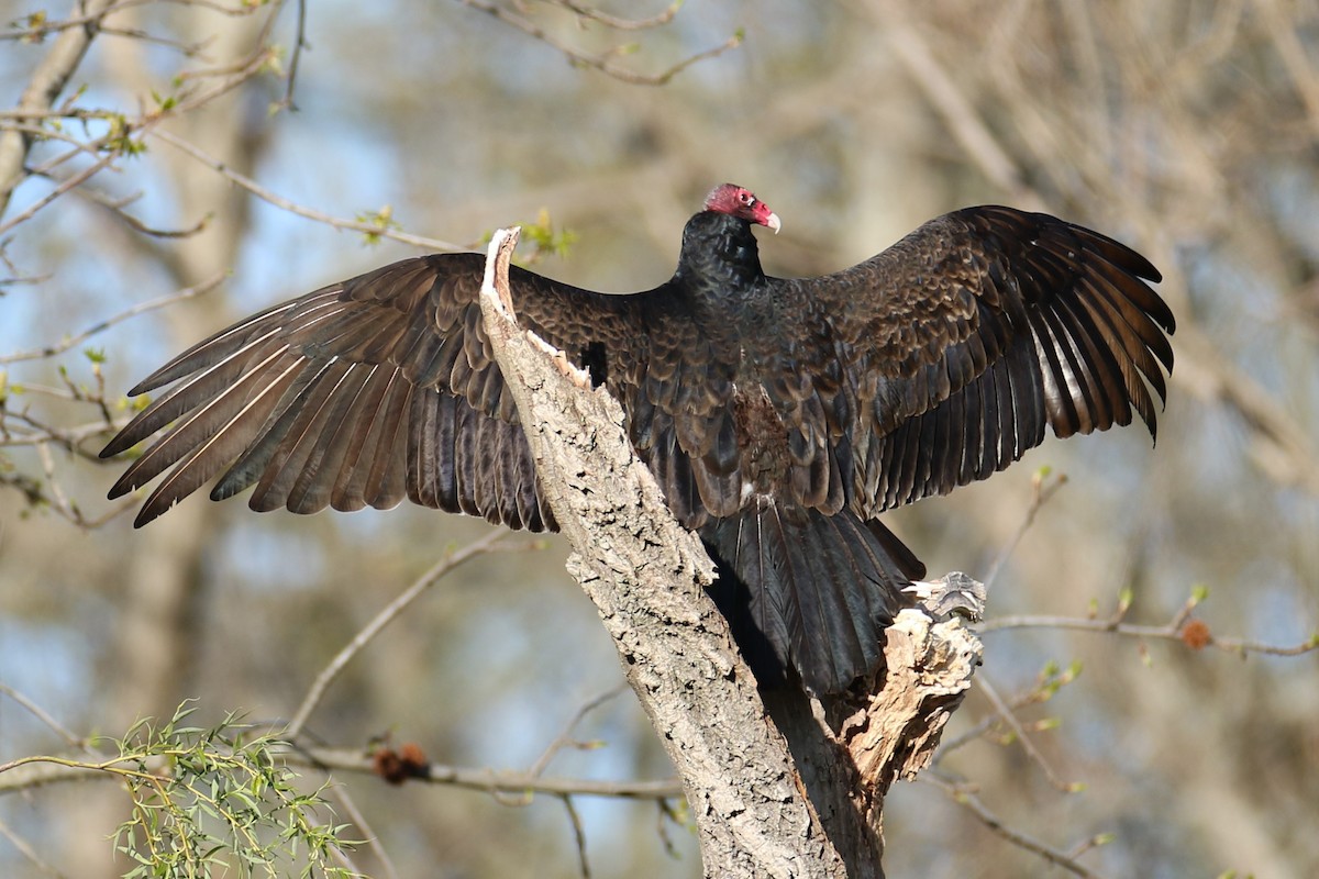 Turkey Vulture - ML617969727